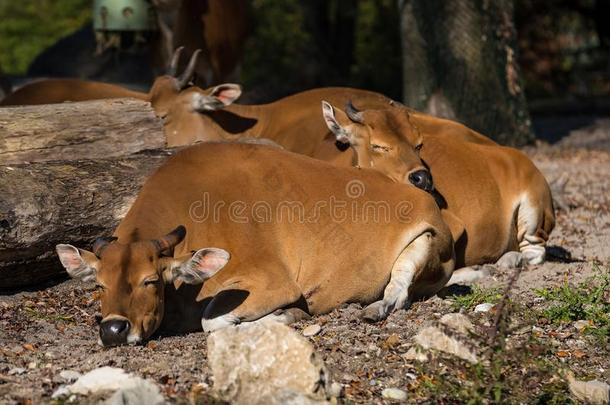 白臀野牛,没射中爪哇尼或红色的公牛是（be的三单形式一类型关于野生的c一ttle