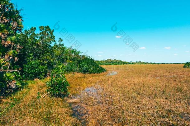 潮湿的土壤采用Evergles国家的公园inFlorida佛罗里达国家公园的沼泽地国家的公园美利坚合众国
