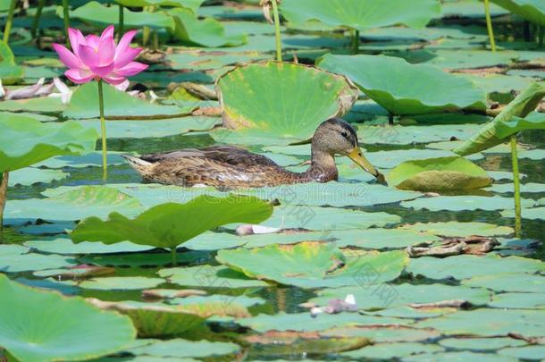 野鸭采用莲花池塘