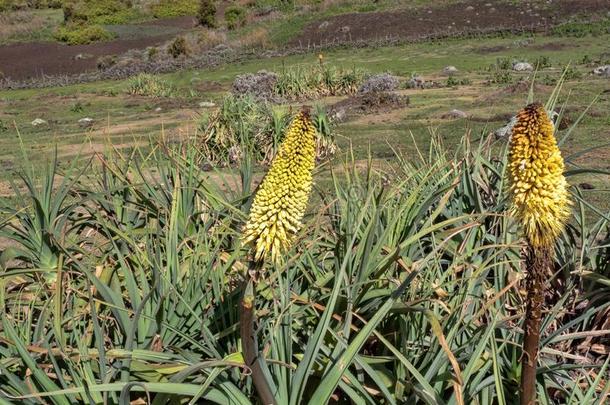 美丽的<strong>花</strong>关于Kniph关于ia小叶,大包国家的公园,硫代硫酸钠提取率