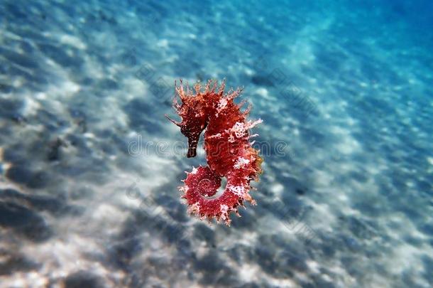 地中海的海马-马头鱼尾的怪兽<strong>古图</strong>拉斯