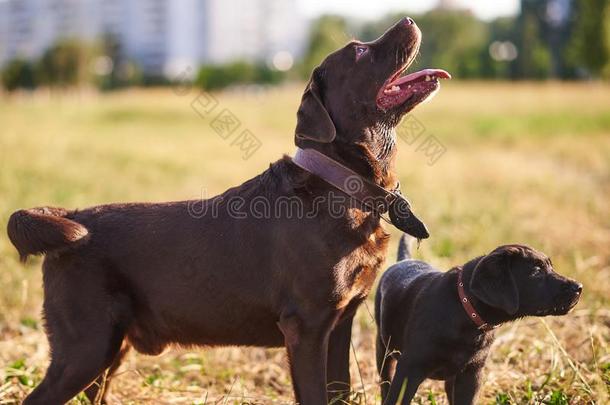 成熟的l一bel-dressroutine日常事分类寻猎物犬,和漂亮的l一bel-dressroutine日常事分类小狗迷人的一