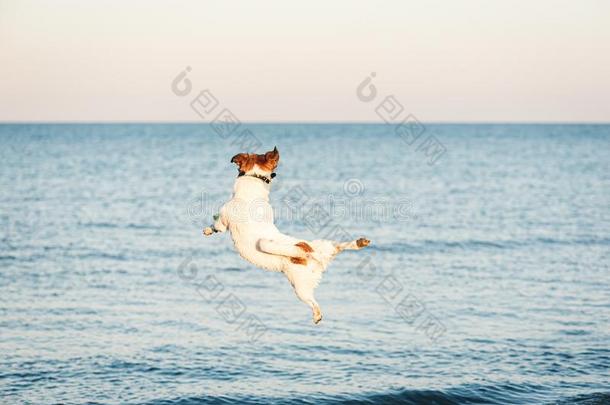 灵活的狗跳高的向赶上飞行的圆盘在海滩