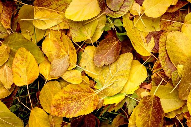 秋树叶背景老的富有色彩的秋树叶