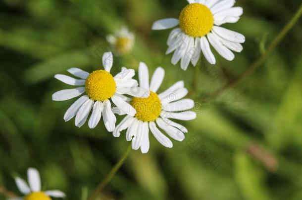 <strong>洋甘菊</strong>属<strong>洋甘菊</strong>,通常地大家知道的同样地<strong>甘菊</strong>,意大利人凸轮