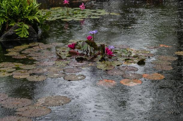 美丽的百合花池塘向瓦胡岛,美国夏威夷州