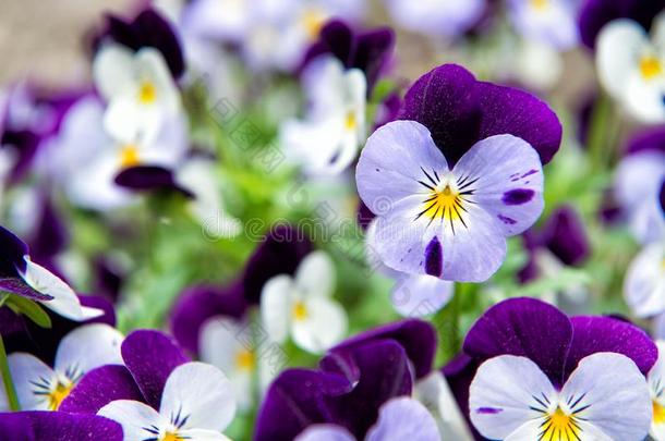 强健的和盛开的.花园三色紫罗兰和紫色的和白色的花瓣.
