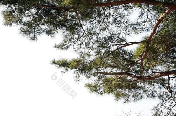 松树树树枝松果体：同pinealbody清算隔离的向白色的背景