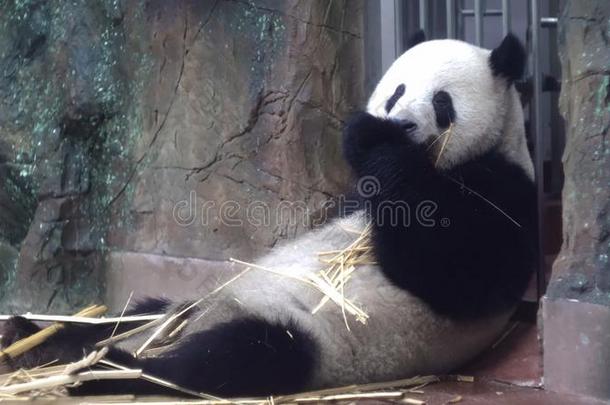 熊猫食物竹子主茎在动物园.媒体.胖乎乎的熊猫坐怠惰地