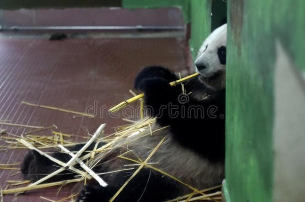 熊猫吃竹子主茎.媒体.松软的巨人熊猫一次int.引人注意