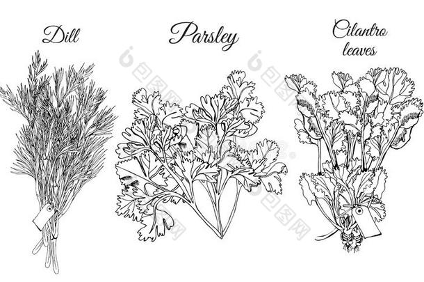收集关于不同的捆关于草本植物.手疲惫的墨水草图