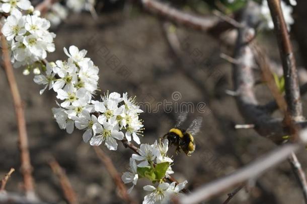 西伯利亚的自然:开花李子和大黄蜂
