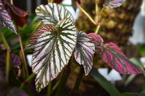 <strong>秋海棠</strong>属的植物短病毒植物叶子