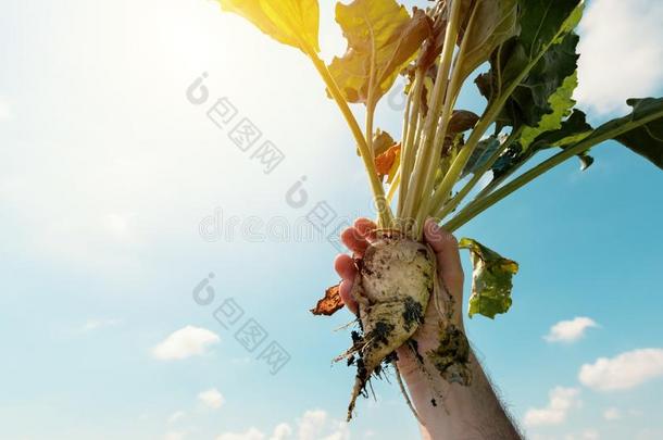 农场主佃户租种的土地萃取的食糖甜菜根农作物