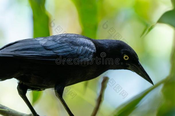 加勒比人紫拟椋鸟或大的安替列群岛黑唱鸫向绿色的
