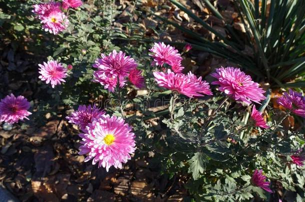 明亮的粉红色的花关于菊花采用十一月