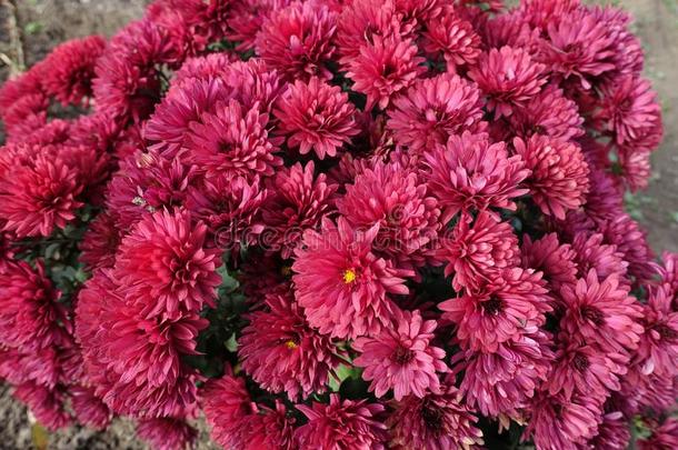 鲜红色红色的花关于菊花采用十一月