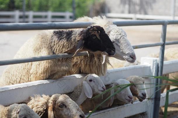 羊采用农场动物特写镜头面容羊毛