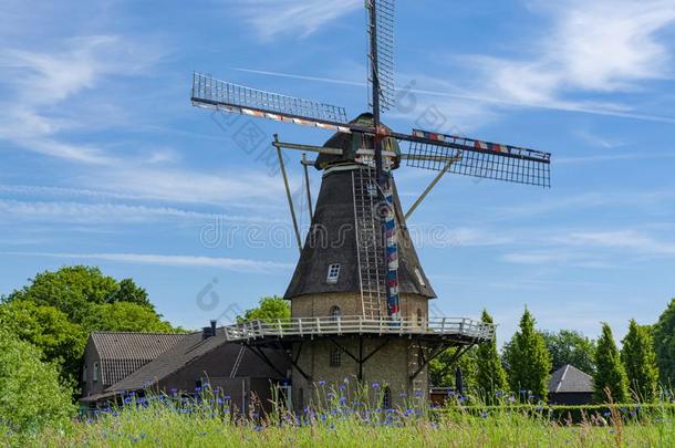 荷兰人的风车和谷物田和蓝色花采用夏,小时