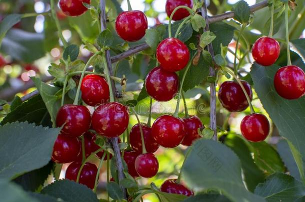 新的收割关于蔷薇科树樱树有酸味的樱桃,酸的樱桃,或侏儒