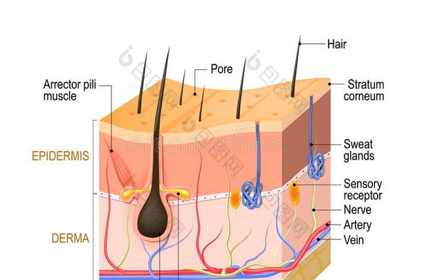 皮解剖.层:表皮和头发囊,流汗和Sweden瑞典