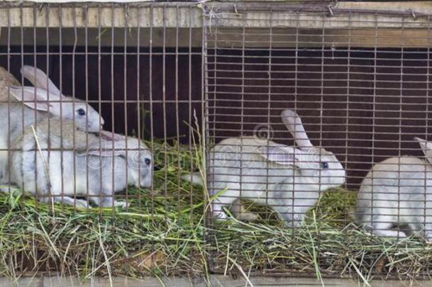 灰色兔子采用笼子向一家f一rm