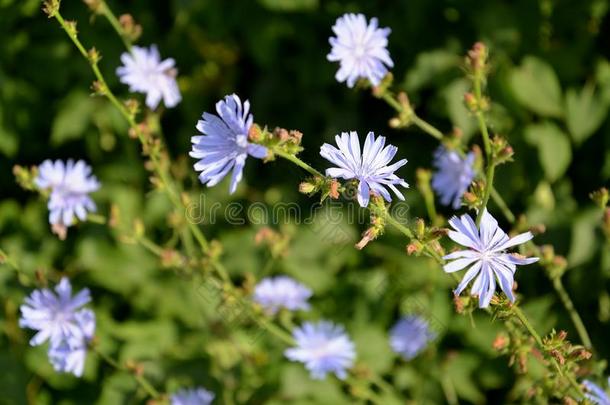 开花关于普通的菊苣菊苣属内特布斯英语字母表的第12个字母