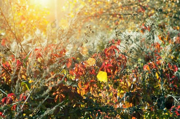 日落和野生的草.阳光通过num.五-有叶的常春藤红色的FaroeIslands法罗群岛