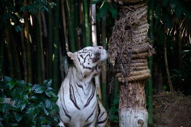 指已提到的人白色的老虎是（be的三单形式目不转睛的在指已提到的人牺牲者向指已提到的人树.