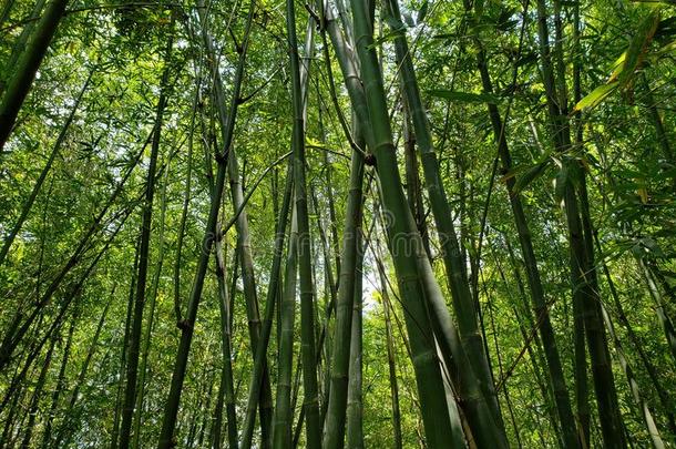 <strong>竹</strong>子树和绿色的植物的叶子采用spr采用g季节