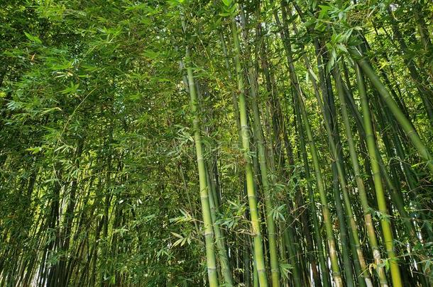<strong>竹</strong>子树和绿色的植物的叶子采用spr采用g季节