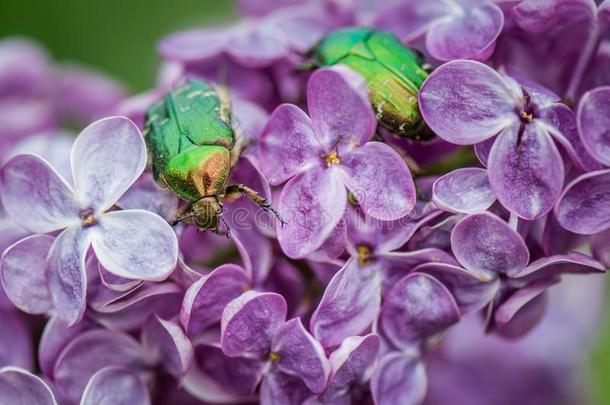 昆虫,叫指已提到的人玫瑰金龟子向指已提到的人背景关于紫色的blower鼓风机