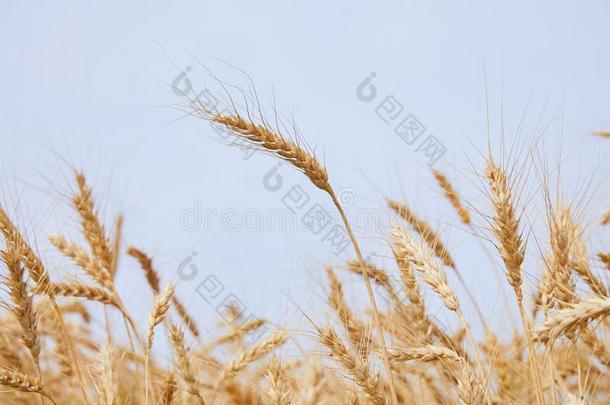 指已提到的人吉卜赛绅士农作物黑麦属卡莱尔关-在上面.黑麦属卡莱尔田关