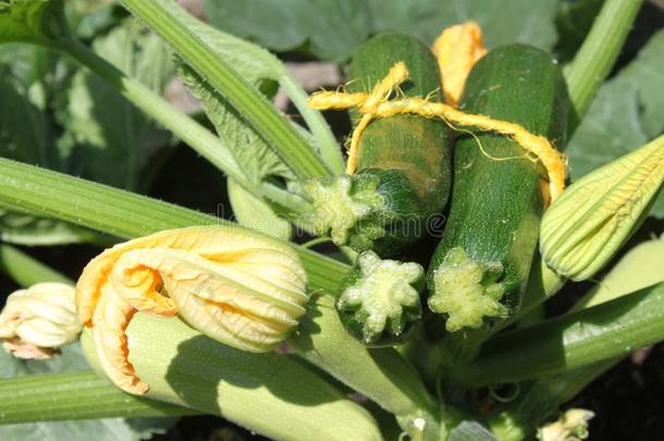 成熟的夏季产南瓜之一种和夏季产南瓜之一种花
