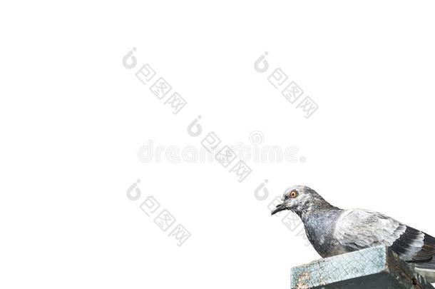 灰色鸽子坐向老的木板木材和白色的背景包括