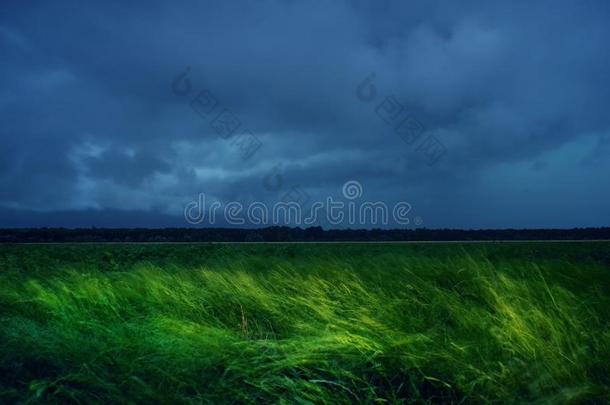 绿色的小麦田和有暴风雨的下雨的黑暗的云越过指已提到的人西方的