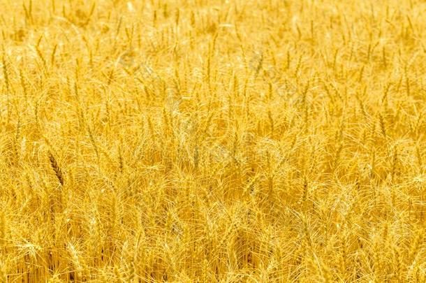 成熟的茎关于小麦cakes小麦饼采用指已提到的人微量关于阳光.金色的小麦田