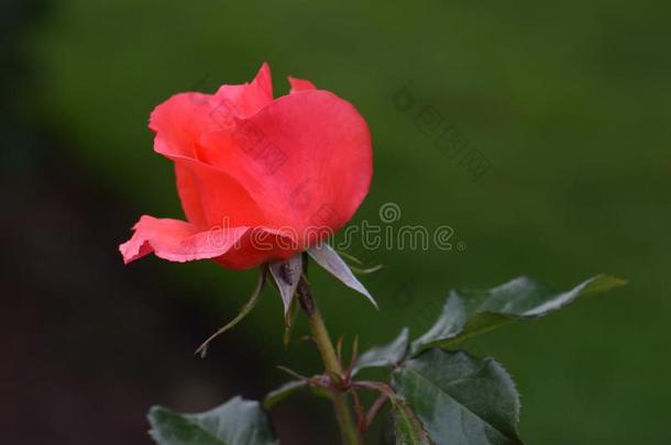粉红色的有花瓣的金盏花属植物玫瑰花01