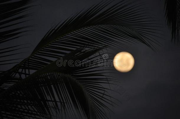 椰子手掌树叶在黄昏和指已提到的人月亮采用指已提到的人背景
