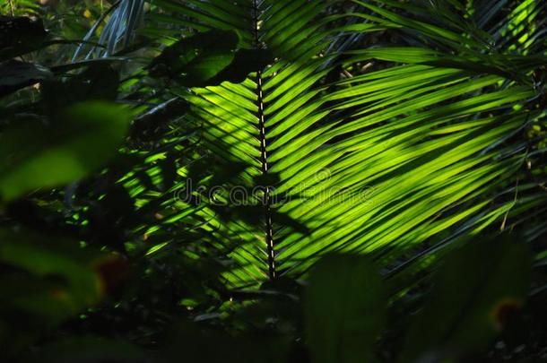 <strong>树叶</strong>关于热带的植物,胜利采用指已提到的人sunsh采用e在指已提到的人底部英语字母表的第15个字母