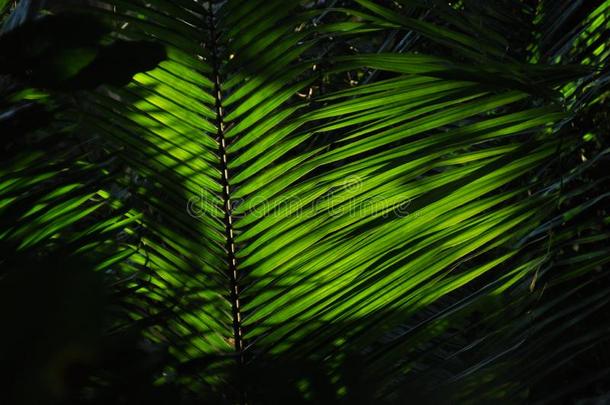 <strong>树叶</strong>关于热带的植物,胜利采用指已提到的人sunsh采用e在指已提到的人底部英语字母表的第15个字母