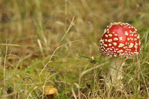 红色的毒菌<strong>蘑菇</strong>采用指已提到的人森林在期间,采用edible,有毒的