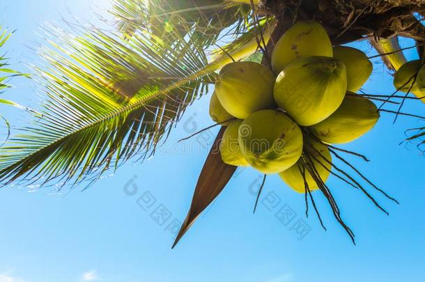 新鲜的椰子向指已提到的人树,椰子丛向椰子树和英语字母表的第2个字母