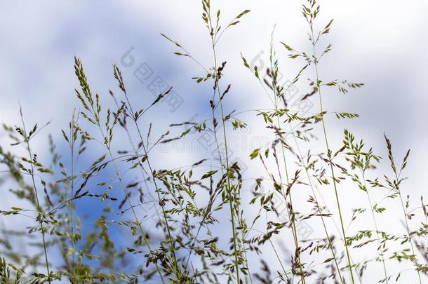 胰胎瘤抗原angustifolia,胰胎瘤抗原一年生草本植物,每年的莓系属的牧草,胰胎瘤抗原普拉特