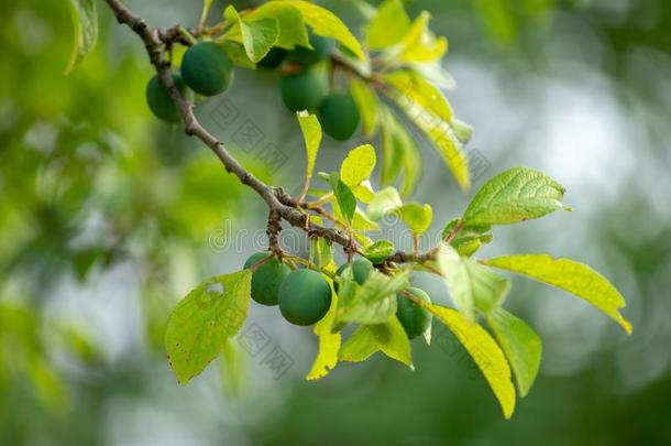 青<strong>梅树</strong>枝和成熟的绿色的年幼的浆果