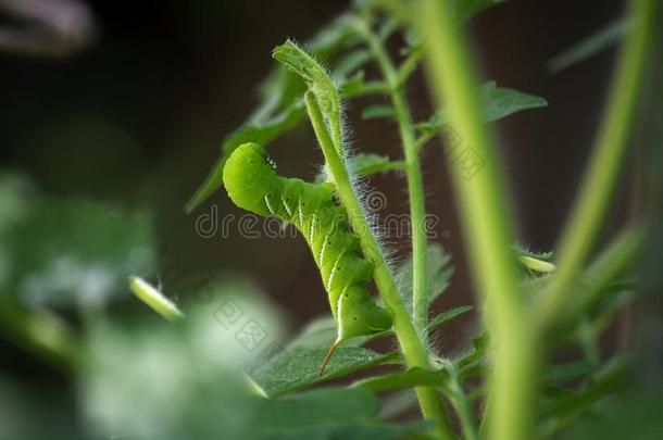 烟草天蛾幼虫用力咀嚼向年幼的番茄植物