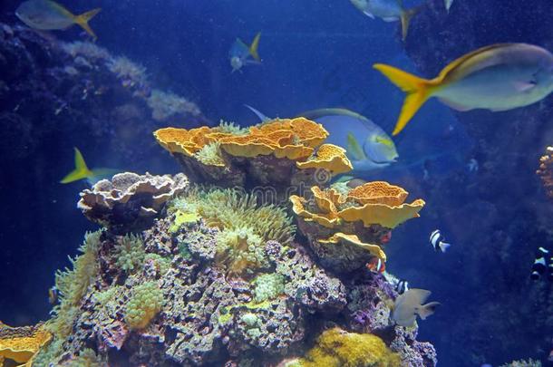 富有色彩的鱼和在水中的植物采用指已提到的人水族馆