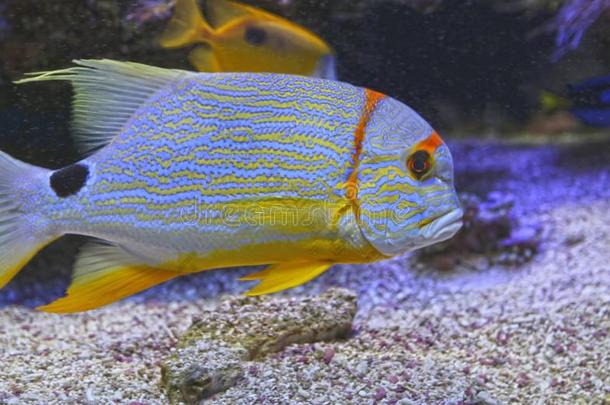 富有色彩的鱼和在<strong>水中</strong>的<strong>植物</strong>采用指已提到的人水族馆