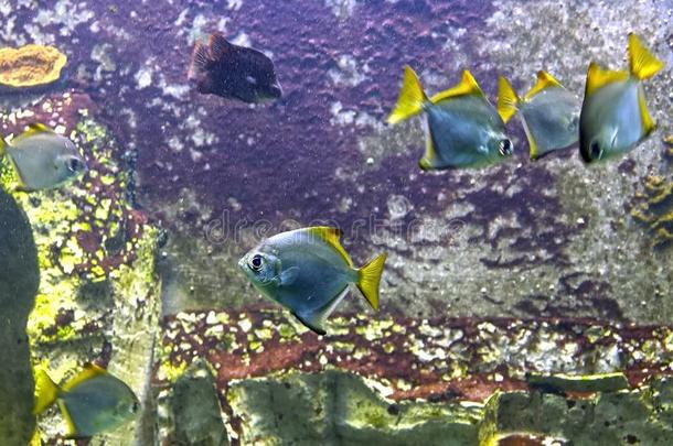 富有色彩的鱼和在水中的植物采用指已提到的人水族馆