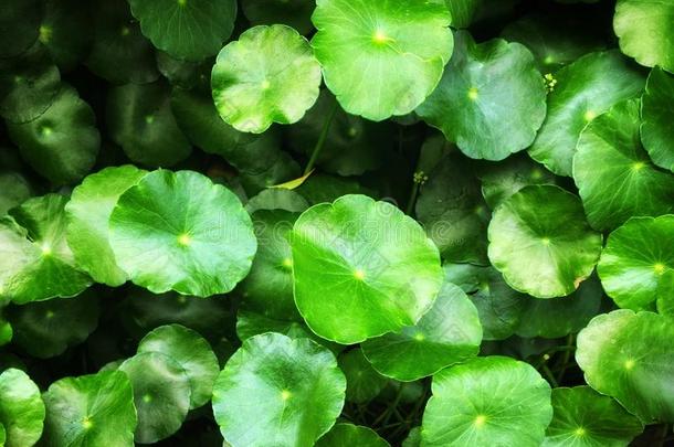绿色的水破<strong>铜钱</strong>属植物树叶采用指已提到的人池塘,绿色的叶子背景
